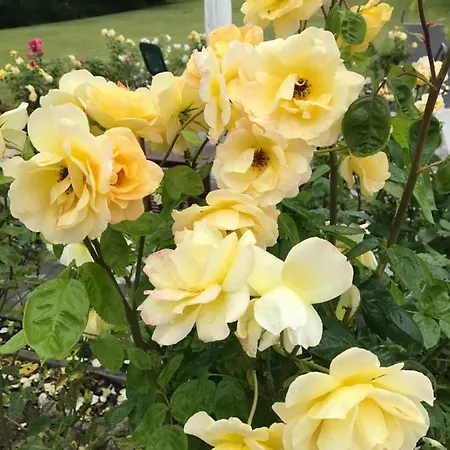 Gutshaus Gross Helle Daire